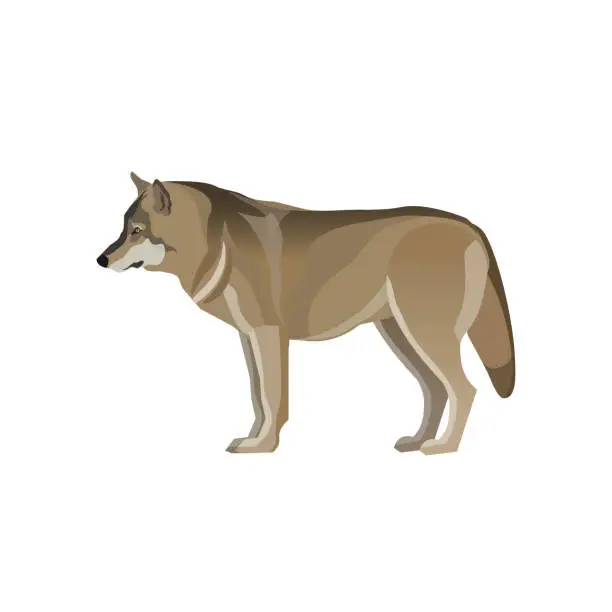 Vector illustration of Gray wolf standing