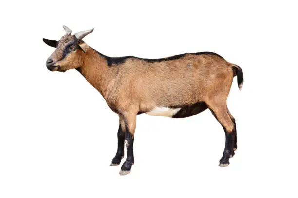 Goat standing isolated on white background. Female goat animal isolated.