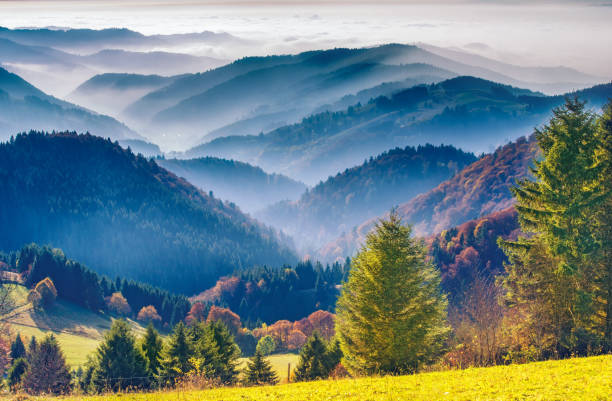 scenic mountain landscape. view on black forest in germany, covered in fog - black forest landscape germany forest imagens e fotografias de stock