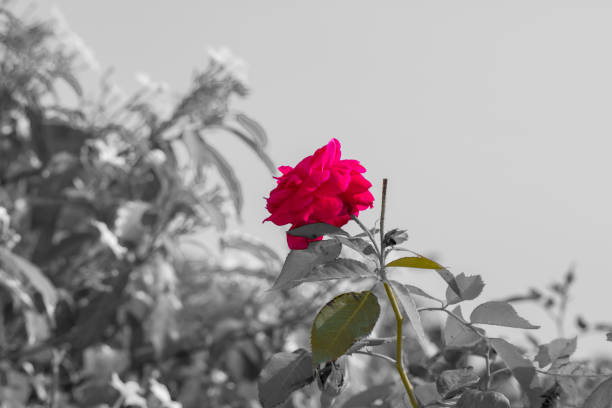 flower king rose