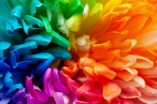 istock Close-up of multi-colored petals. Macro. 1066159960