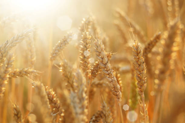 istock Wheat field under cloudy blue sky in Ukraine 1066165052