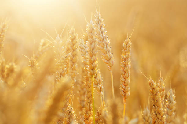istock Wheat field under cloudy blue sky in Ukraine 1066165072