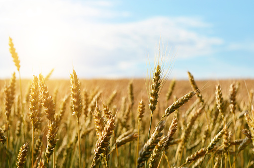 Wheat field sunny day under blue sky