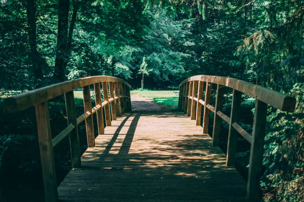 A wooden bridge in the forest. Landgoed het Singraven, The Netherlands