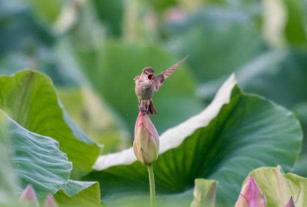 In the season when lotus flowers bloom, the individuals who sit on the flowers and leaves of the lotus field and call females