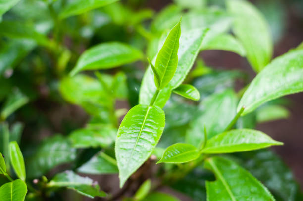 istock green tea leaf in tea plantation 1066166900