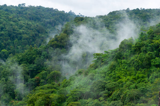 istock white fog on the green forest mountain 1066166948