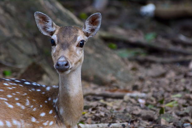 istock Face Close up of Female Spotted Deer 1066169372