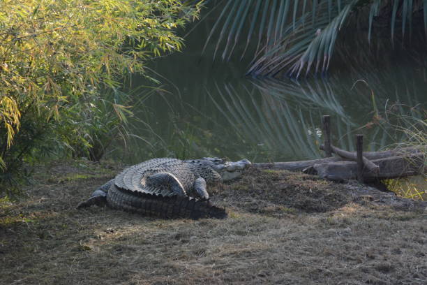 istock Salt Water Crocodile in Port Blair 1066169374