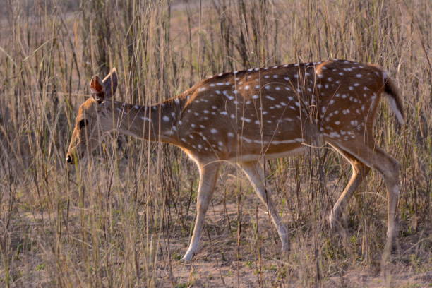istock Young Female Spotted Deer Walking in Fields During Sunset 1066169394