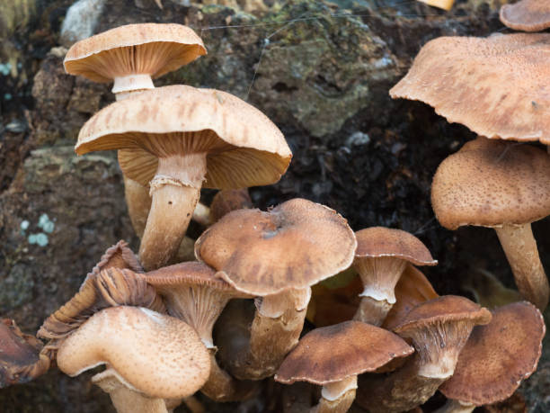 istock mushrooms in autumn 1066172110