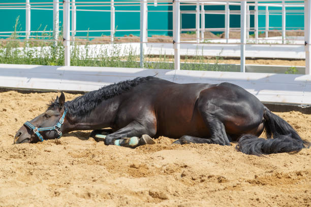 istock Black horse is lying on the sand in a separate corral 1066175010
