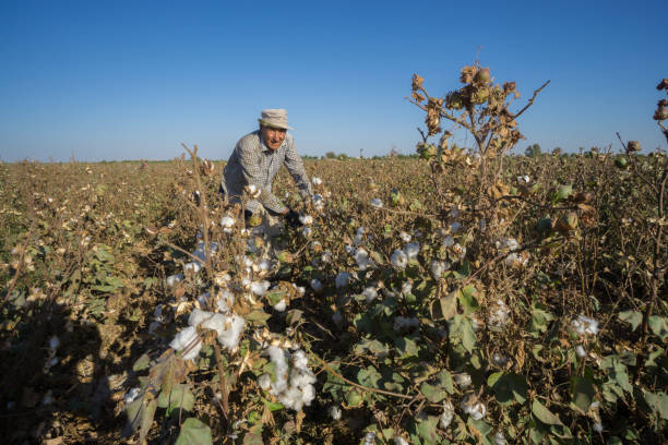 Cotton picking in Termez, Uzbekistan stock photo