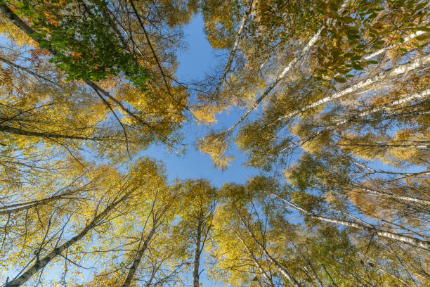 istock Crowns of high birches on an autumn sunny day as a background or backdrop. Bottom view 1066179044