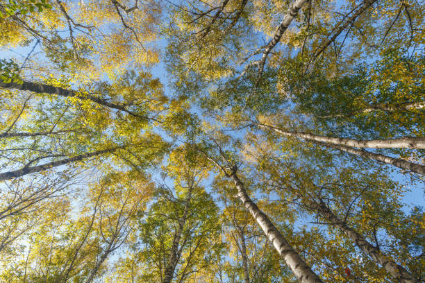 istock Crowns of high birches on an autumn sunny day as a background or backdrop. Bottom view 1066179064