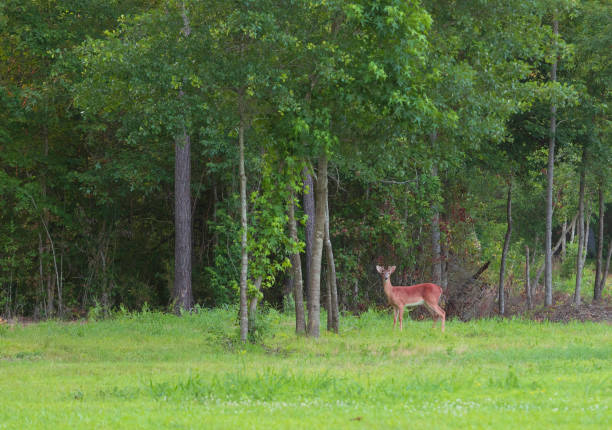 istock Deer coming out of the trees 1066179110