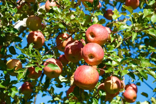 istock Fuji apples in Japanese orchard. 1066182508
