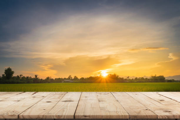 tramonto di risaia e tavolo in legno vuoto per esposizione e montaggio del prodotto. - long grain foto e immagini stock