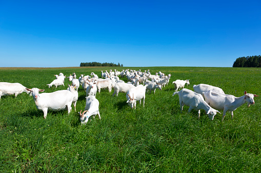 large herd of white goats in summer