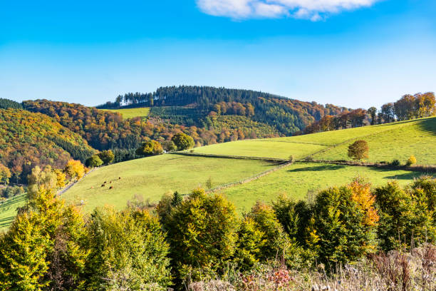 colorful trees with leaves in fall at low mountain range sauerland, germany