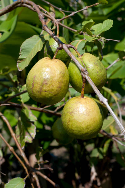 istock guava fruits on a tree 1066188660