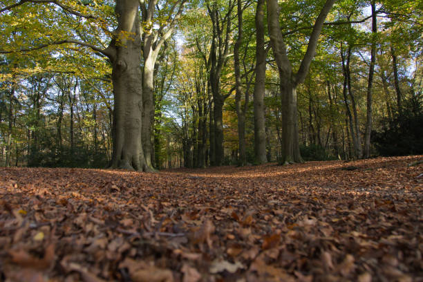 istock Autumn in Holland 1066189214