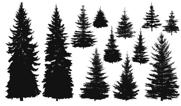 Set of Pine Trees Set of silhouettes of pine trees or fir trees, EPS 8. pine trees silhouette stock illustrations