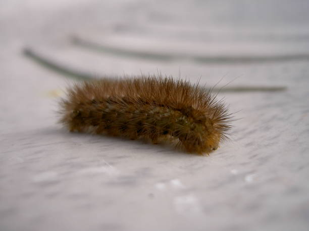 istock Caterpillar hairy brown on plastic of light color 1066191044
