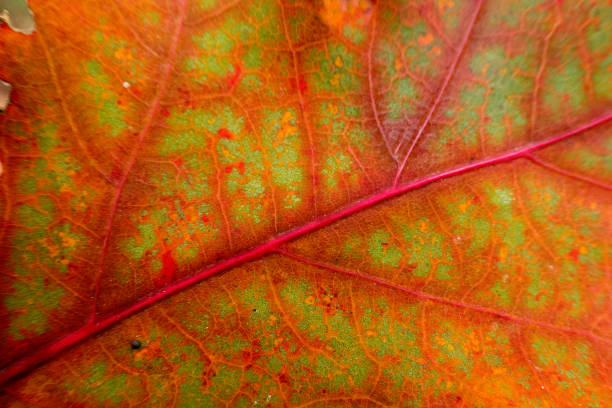 Colourful background of autumn oak tree leaf background close up. High quality resolution picture