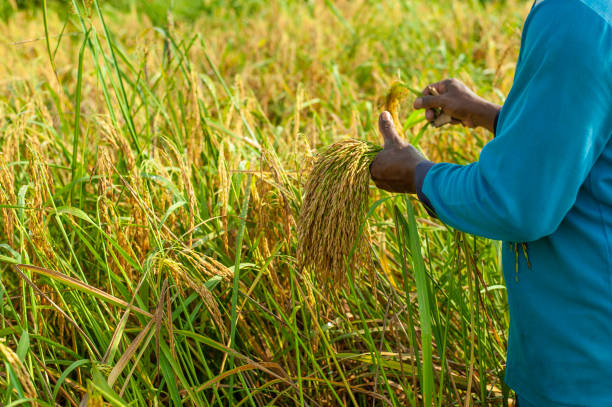 istock Hand farmer harvesting rice 1066192228