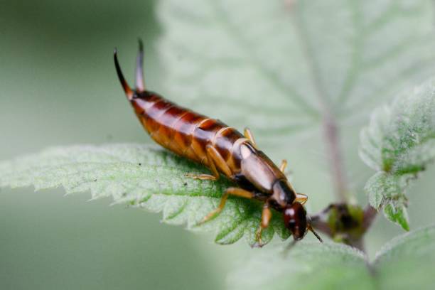 Macro shot of dead earwig in the middle of green leaf