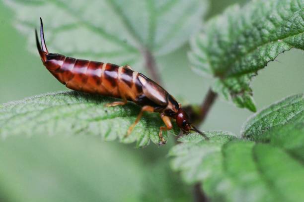 istock European earwig 1066192280