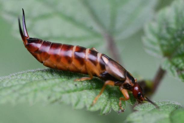 istock European earwig 1066192298