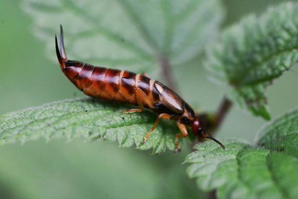 istock European earwig 1066192316