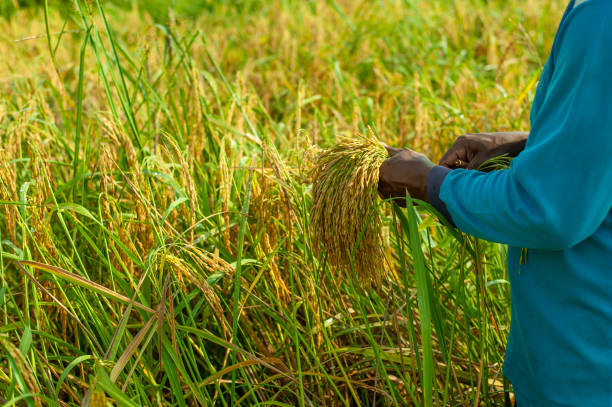 istock Hand farmer harvesting rice 1066192330