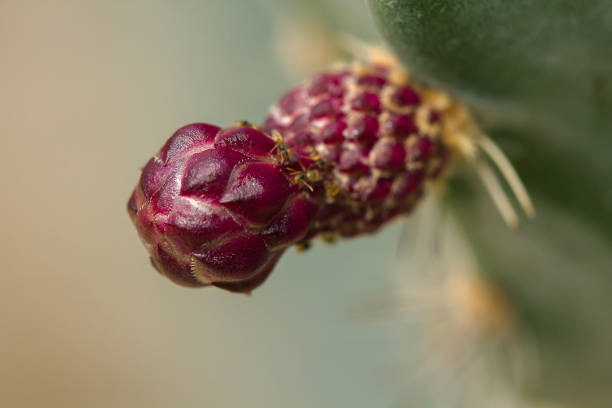 istock Cactus flowers are purple. 1066192366