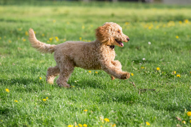 istock Young poodle running and jumping joyfully in a meadow. 1066193910