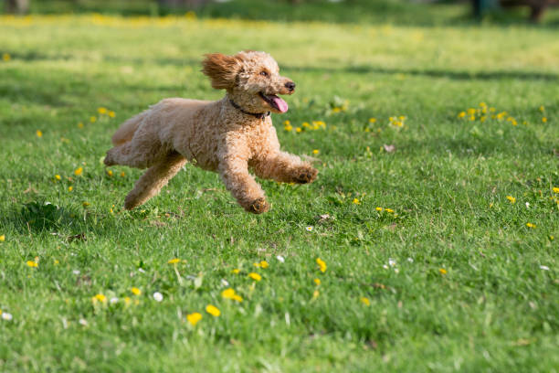 istock Young poodle running and jumping joyfully in a meadow. 1066193912