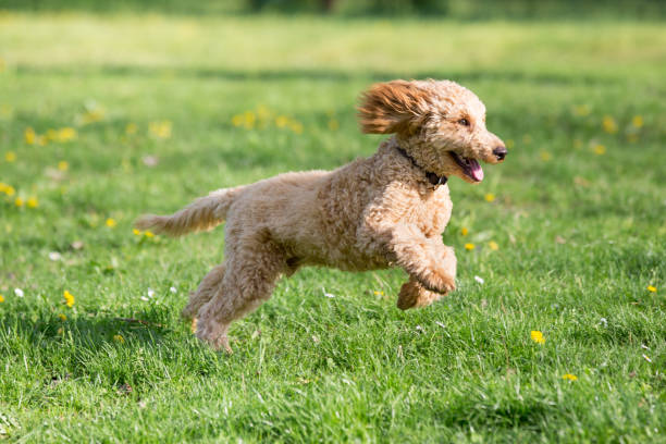 若いプードル実行している牧草地で嬉しそうにジャンプします。 - dog jumping ストックフォトと画像