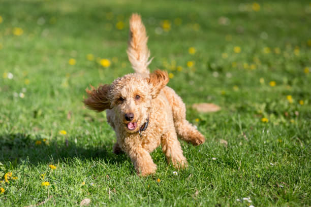 istock Young poodle running and jumping joyfully in a meadow. 1066194170