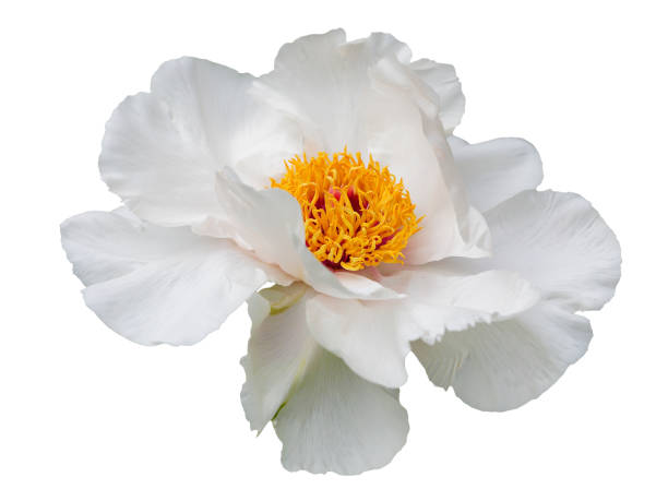 istock large flower of white tree peony isolated on white background 1066194858