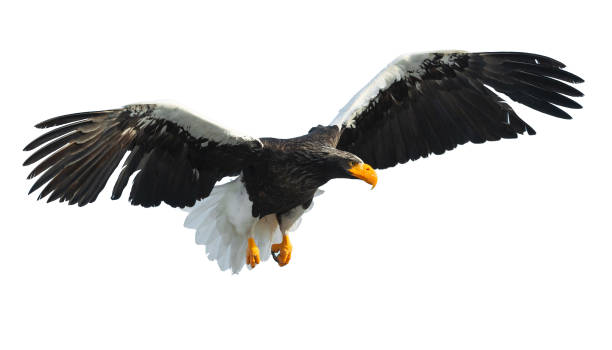 istock Adult Steller's sea eagle. Isolated on white background. 1066196604
