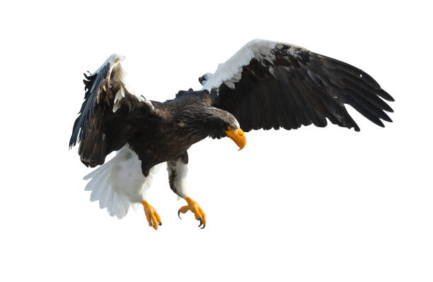 istock Adult Steller's sea eagle. Isolated on white background. 1066196638