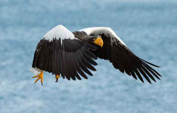 istock Adult Steller's sea eagle in flight. 1066196750