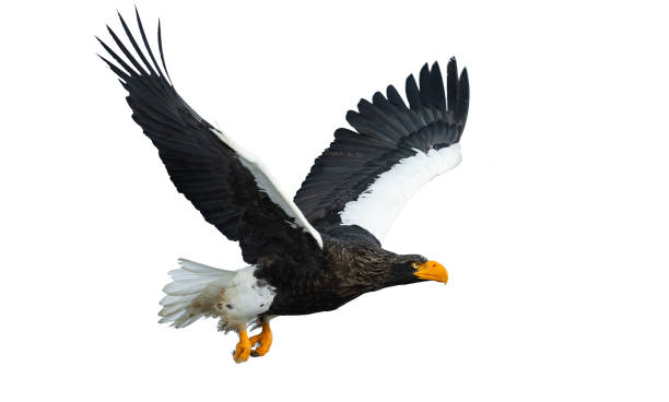 istock Adult Steller's sea eagle in flight 1066196812