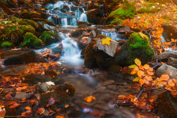 istock Autumn forest small creek. Fall season nature 1066197208