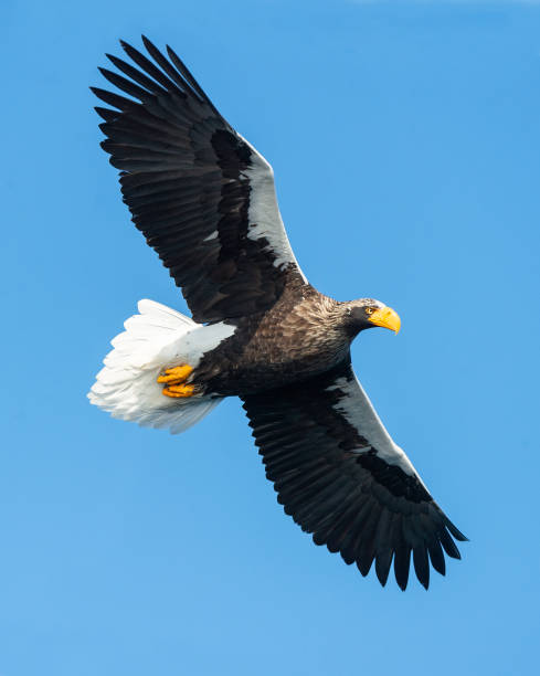 istock Adult Steller's sea eagle in flight. 1066197598