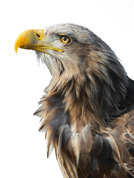 istock Closeup portait of White-tailed eagle 1066197922
