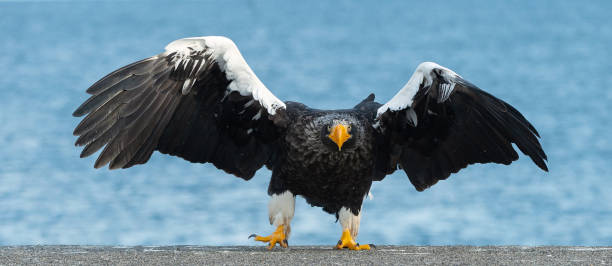 istock Adult Steller`s sea eagle spread its wings. 1066198016